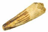 Fossil Spinosaurus Tooth - Real Dinosaur Tooth #298105-1